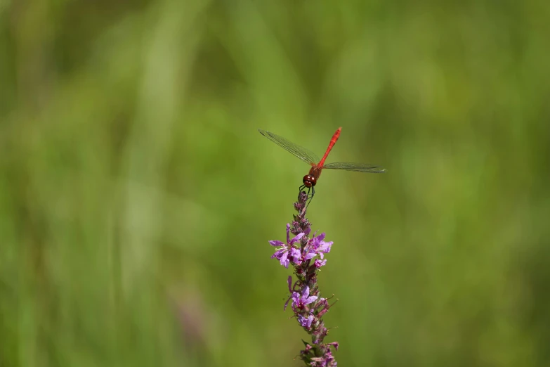 a red insect is sitting on the end of a flower