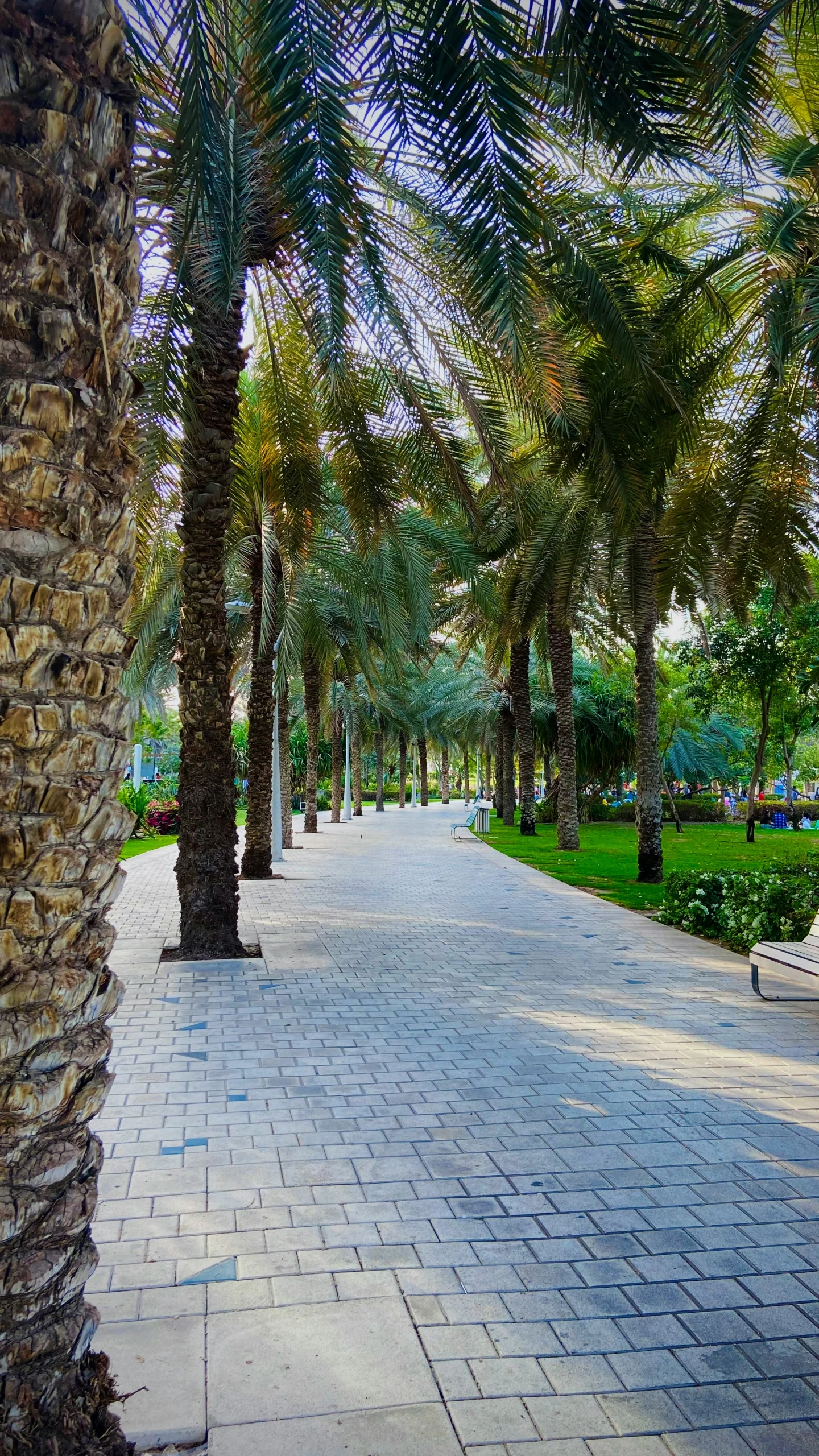 the pathway leads through several trees and is next to a bench