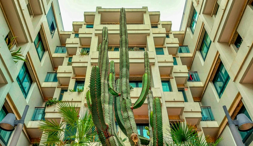 a tall building has a cactus near by