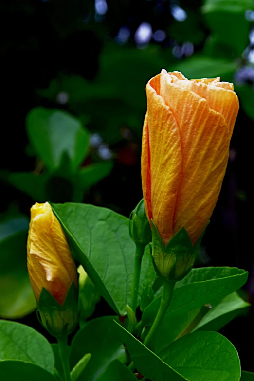 a couple of flowers on top of green leaves