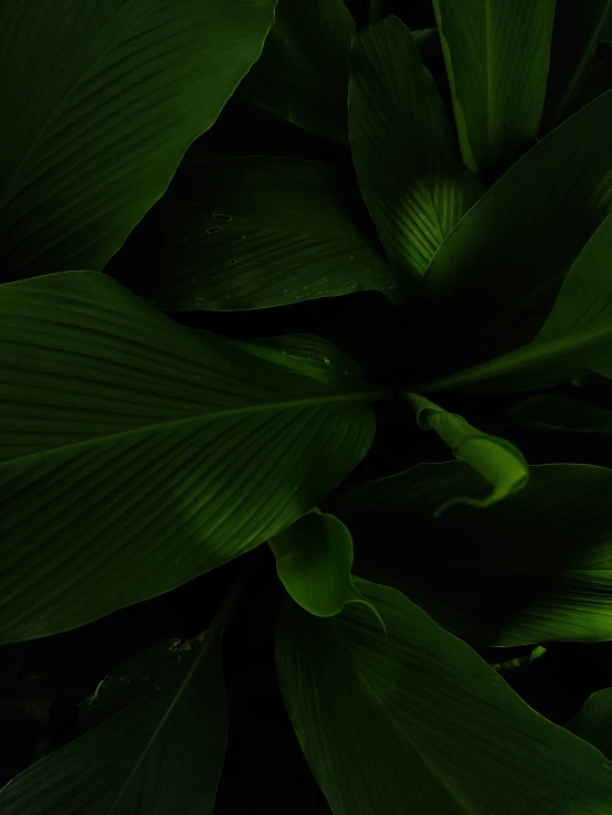 large green leaves with water drops on them