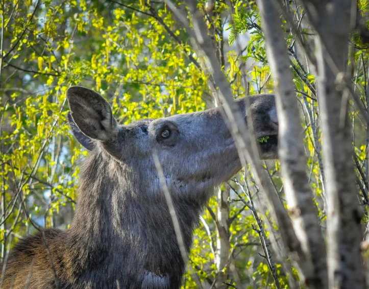 an animal with a surprised look in the trees