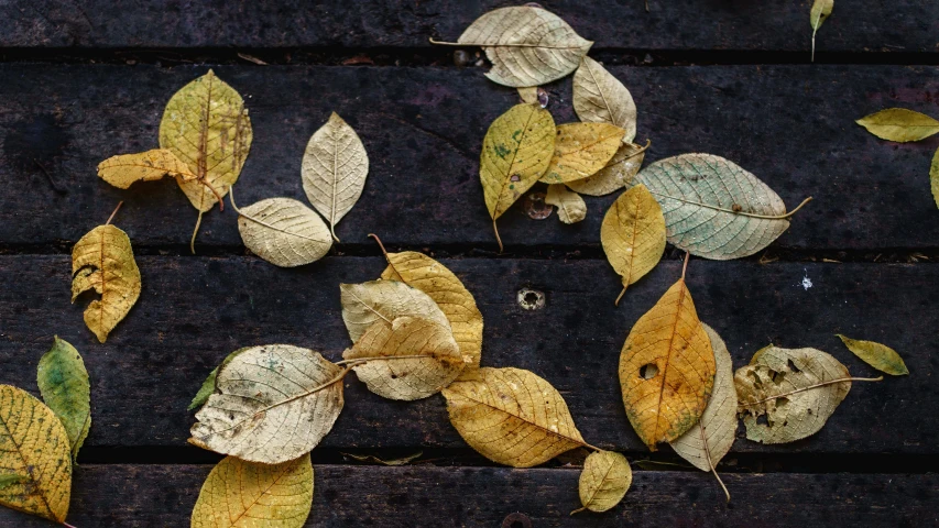 leaves on the wooden board have fallen to the ground