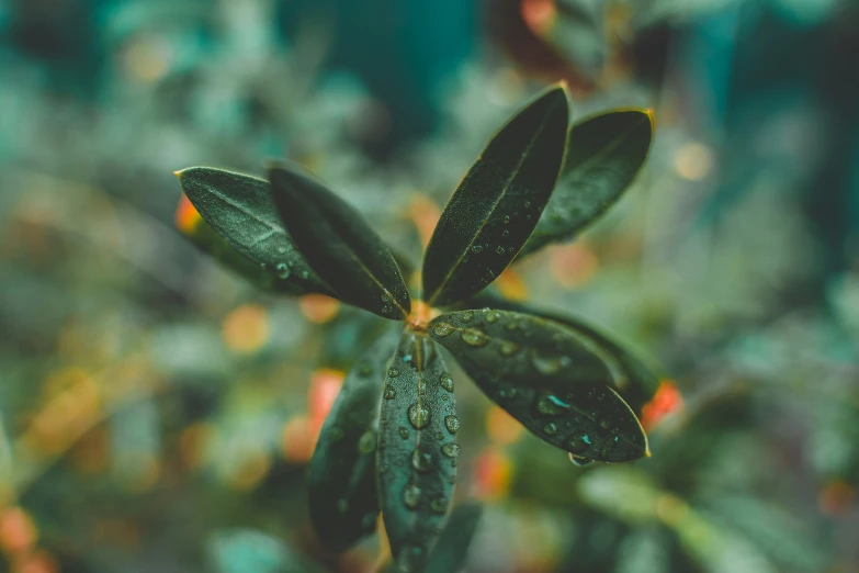 an extreme close - up of water droplets on leaves