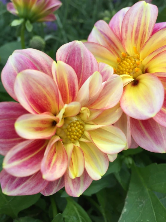 a trio of multi colored dahlias with leaves around them