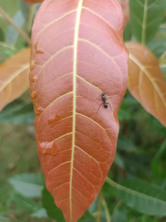 there is a spider on top of a red leaf