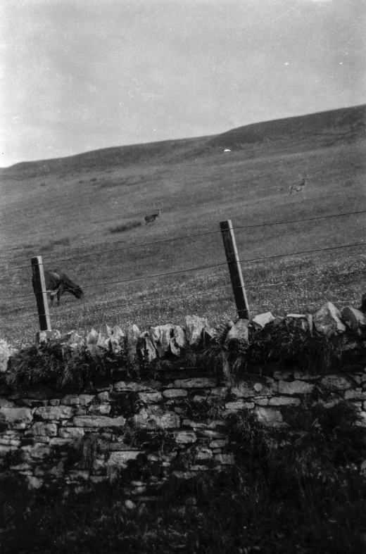 a black and white image of some birds sitting on a wall