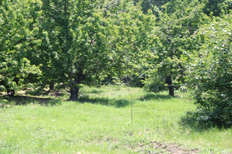 a field with several trees on both sides