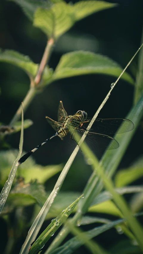 dragonfly on the tip of grass during the day