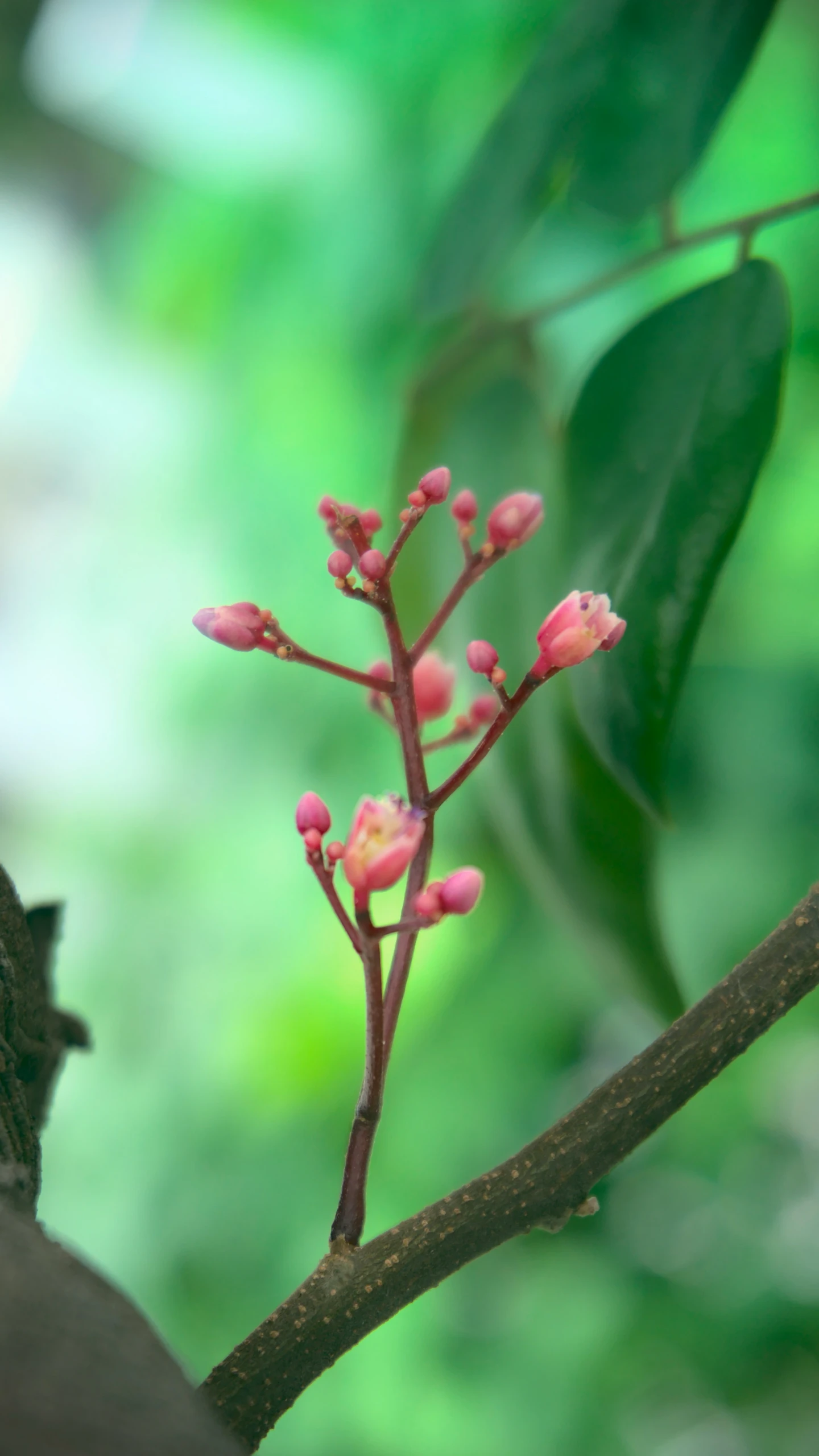 small pink flowers blooming on tree nch in the forest