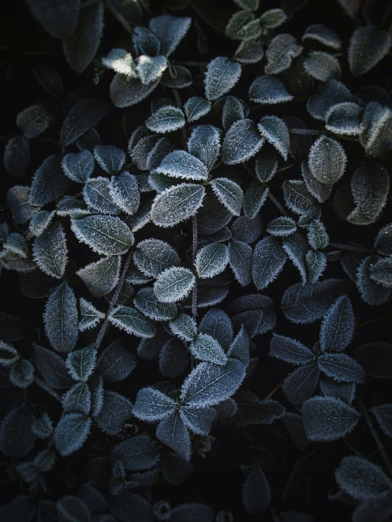 a small group of frosted leaves in dark, dark