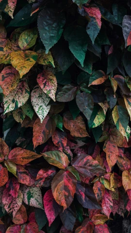 the many colors of leaves are growing on the wall