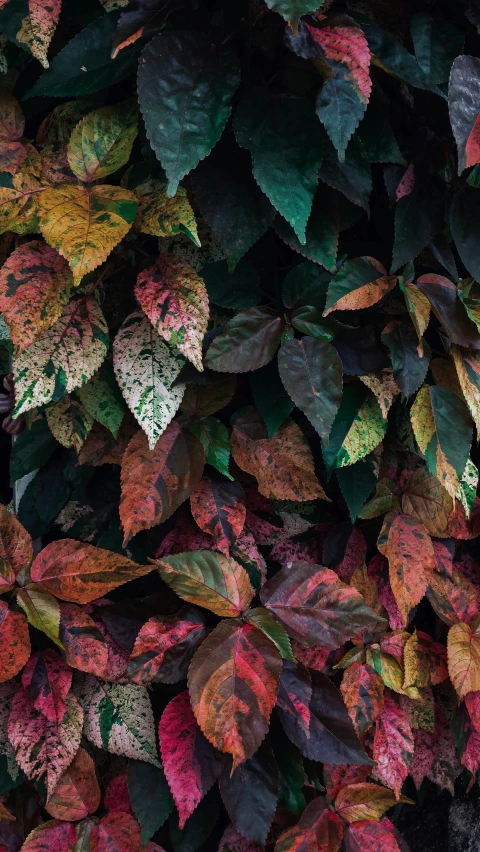 the many colors of leaves are growing on the wall