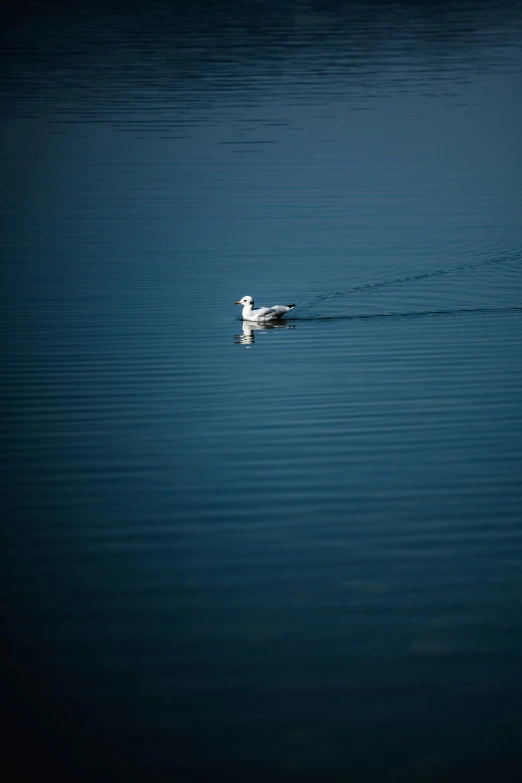 a single duck floating on the blue water