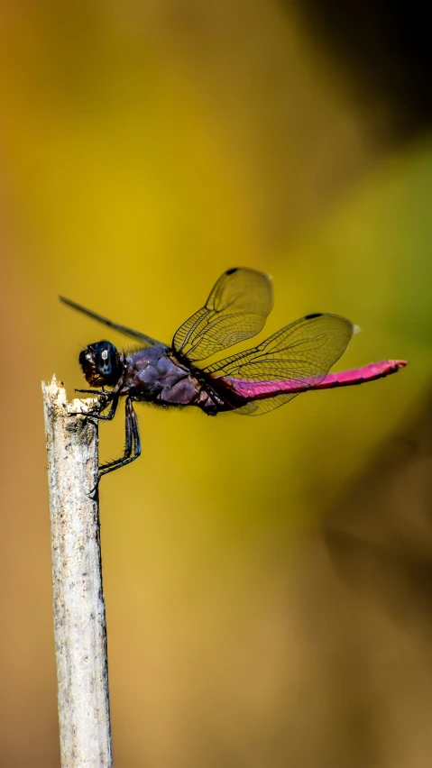 a large insect sitting on top of a piece of wood