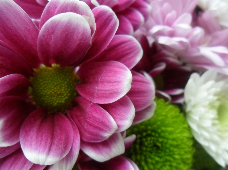 a large bunch of pink and white flowers with green stems