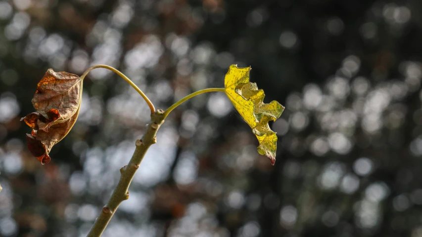 a small plant with several leaves with little drops on the leaves