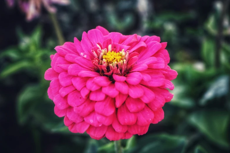 a big pretty pink flower with many buds