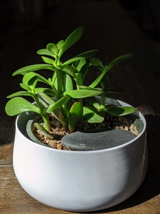 a pot with small green plants in it on a wooden table