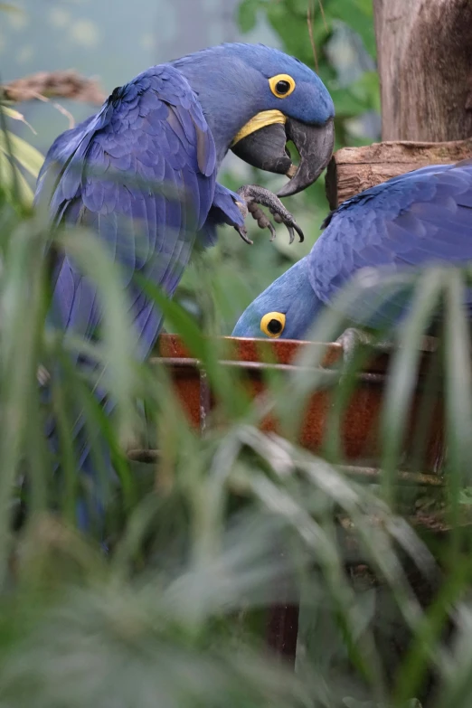 two parrots on the nches of palm trees with their beaks in the other hand