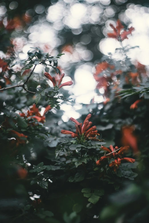 a bunch of red flowers blooming on some bushes