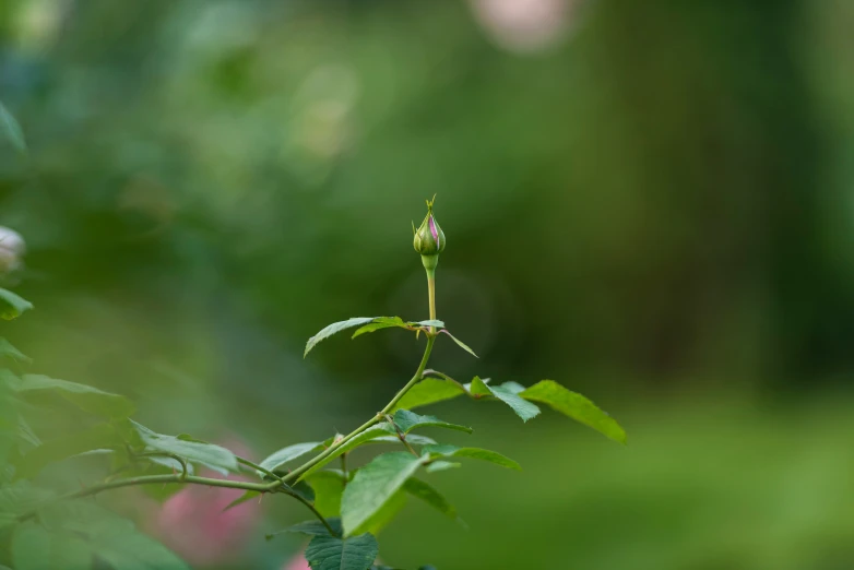 a flower on top of a green leaf covered plant