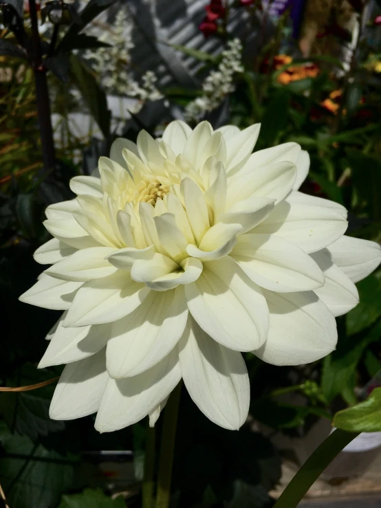 the large white flower with yellow center is growing