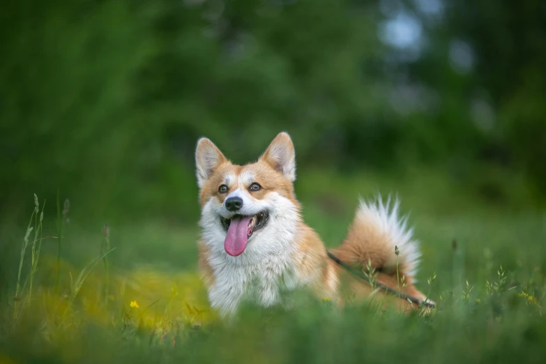 a dog in the middle of an open grass field