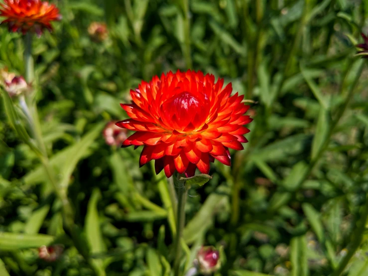 close up of a red flower with green leaves behind it