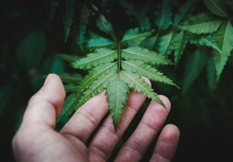 person's hand holding out green leaf to camera