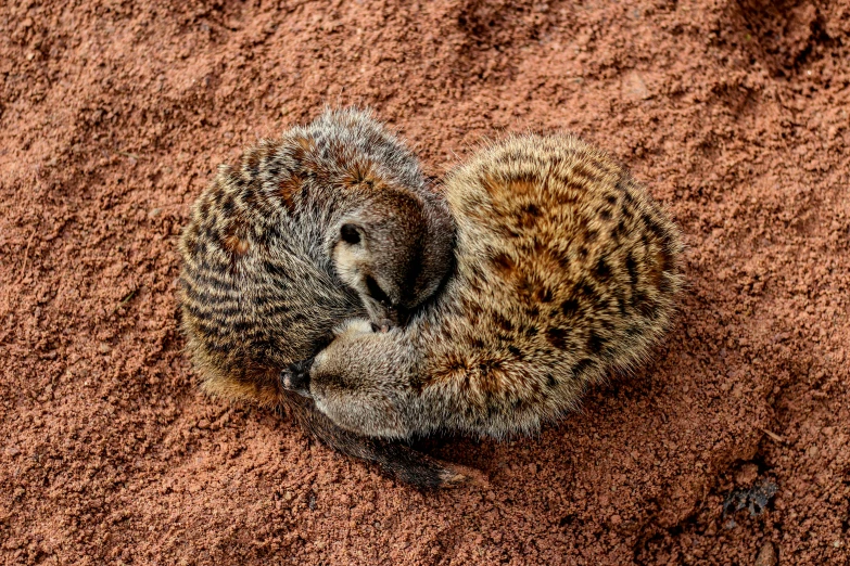 the small animal is curled up against its mother