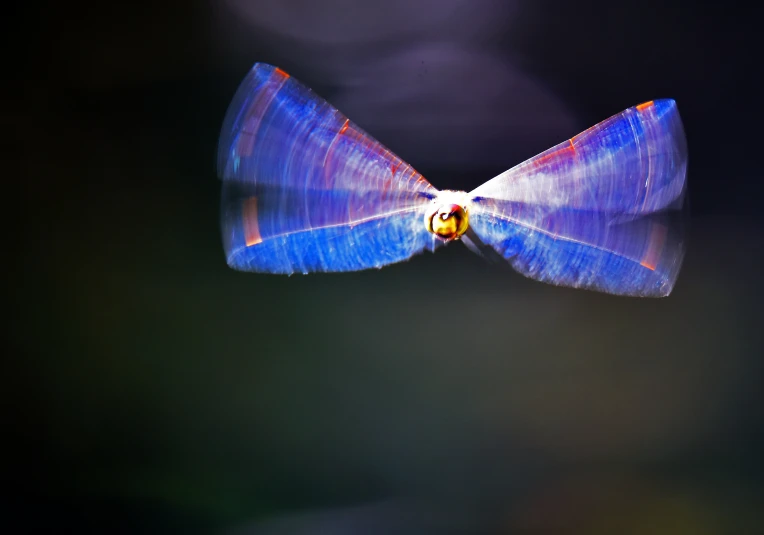 blue erfly's wings with a black background
