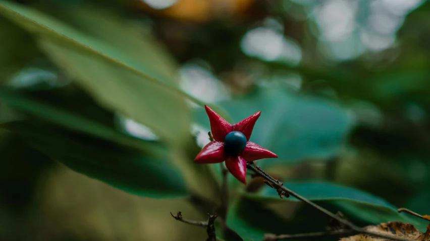 close up of a red, pink and blue flower