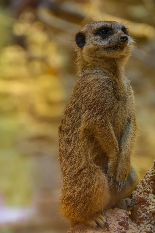 small brown animal sitting on top of a rock