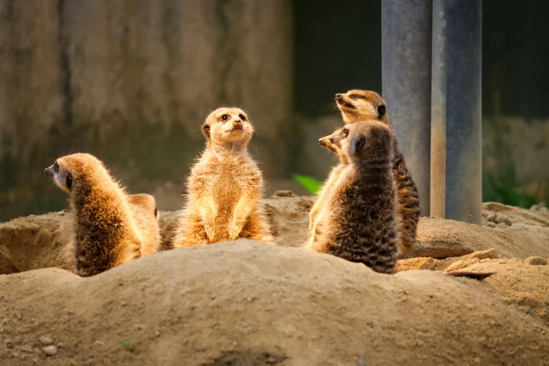 three small meerkats in dirt enclosure at the zoo