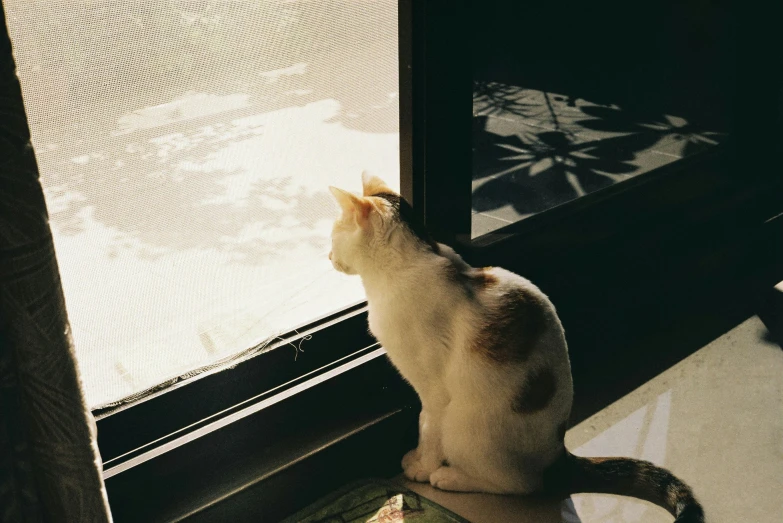 a cat sitting on a blanket looking out of the window