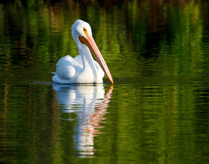 a bird is sitting on the water and its long beak is visible