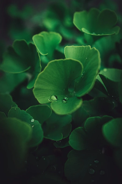 some green plants with water droplets are shown