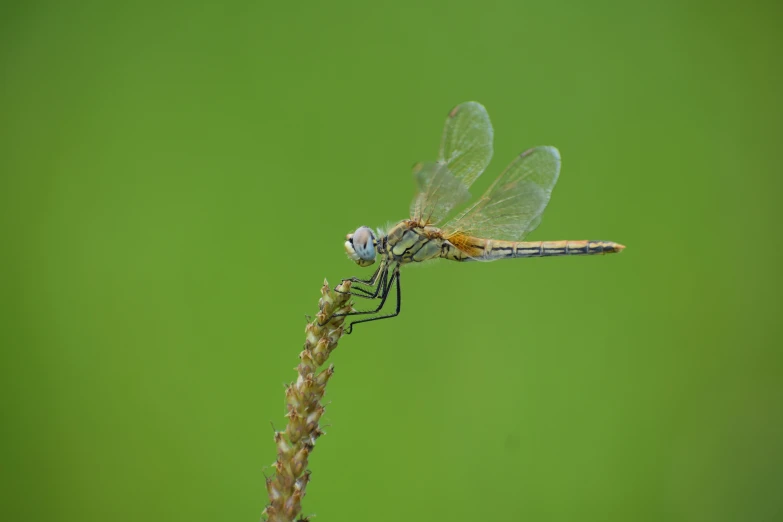 a brown dragon fly is flying with it's wings down
