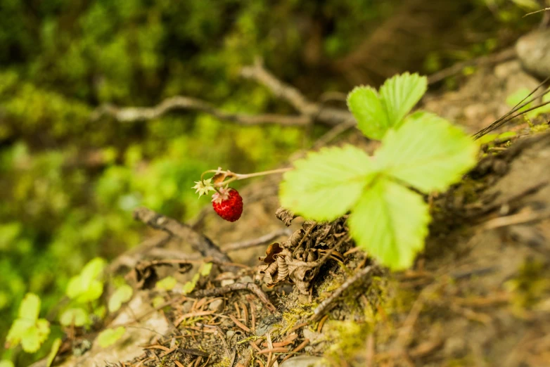 a red berry is standing on the surface of grass