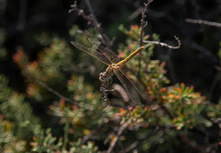 a dragonfly is sitting in a tree on a nch