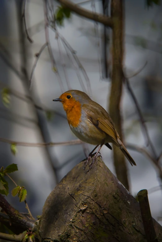 a bird perched on top of a tree trunk