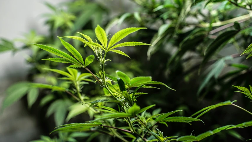 small leafy plants near each other with blurred background