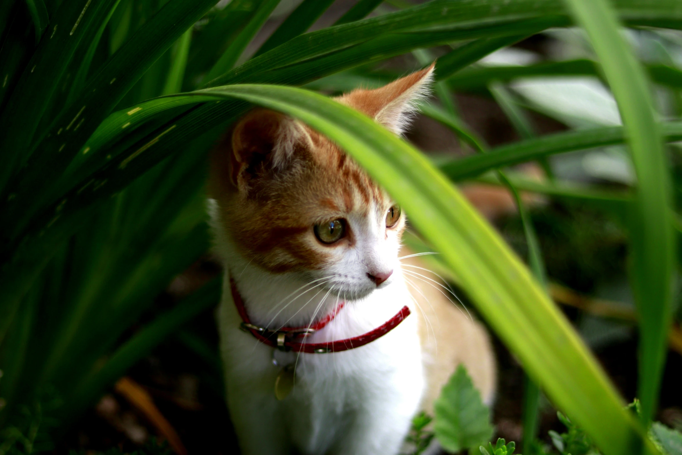 a orange and white cat looking around on the ground