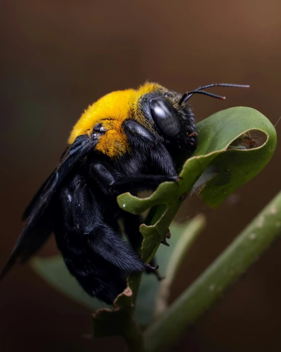 the bee is laying on a green plant