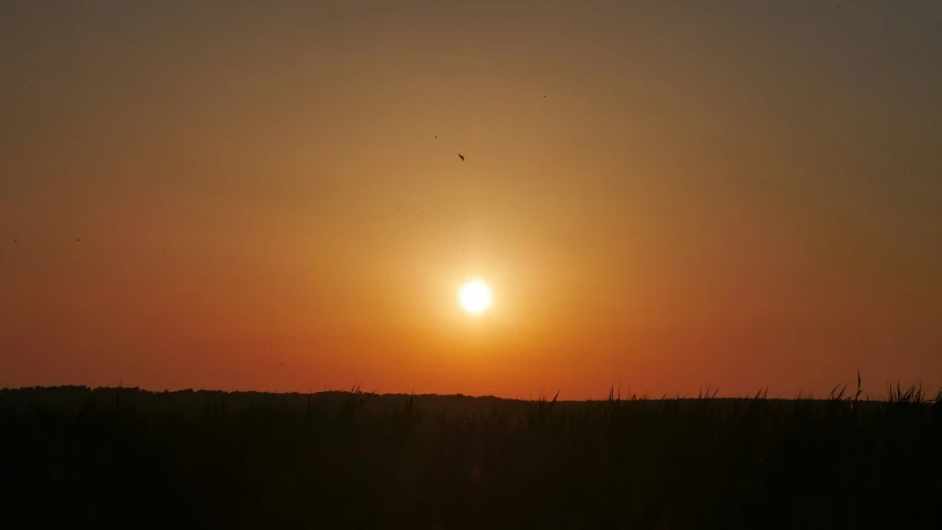 the sun setting over a field of tall grass