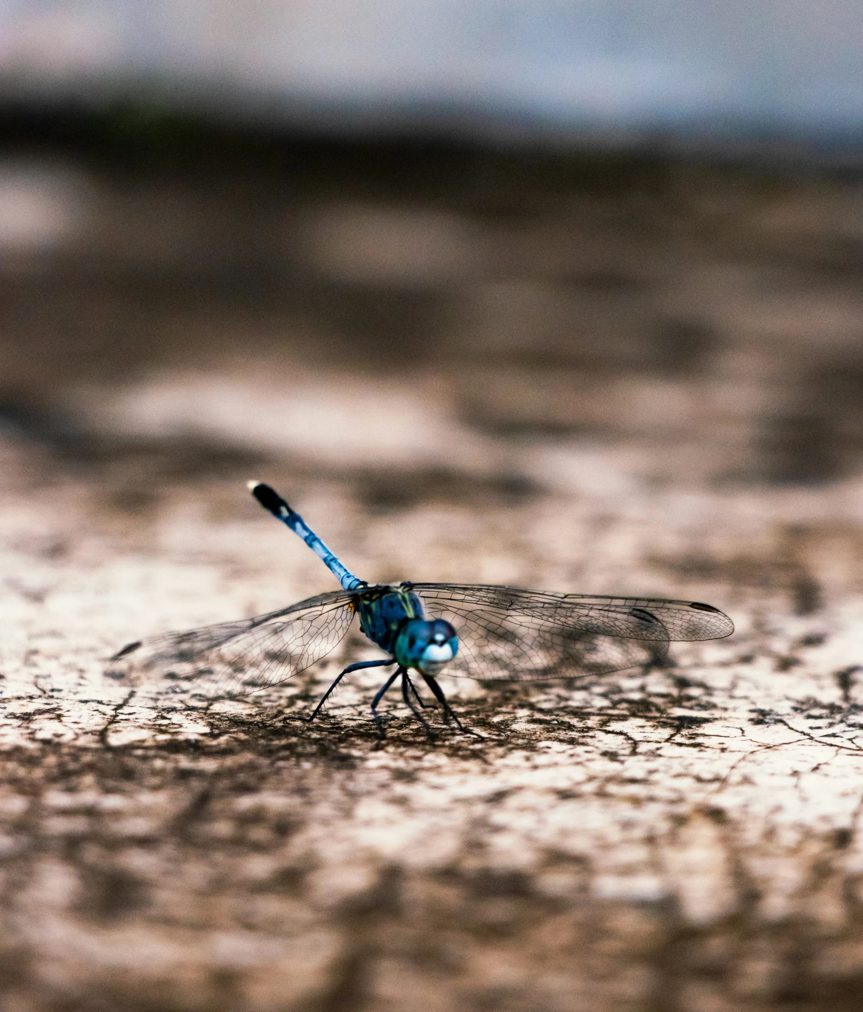 a blue dragon fly rests on the wooden surface