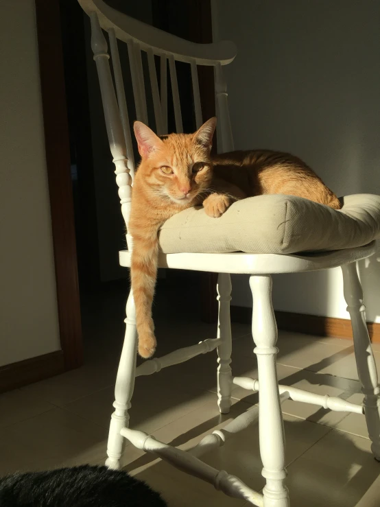 an orange cat laying down on a wooden chair