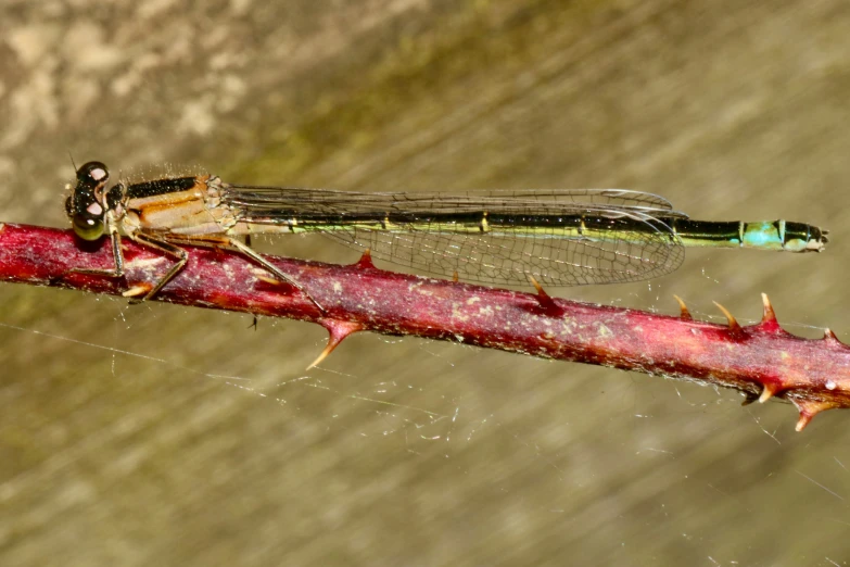 there is a bug on top of a twig