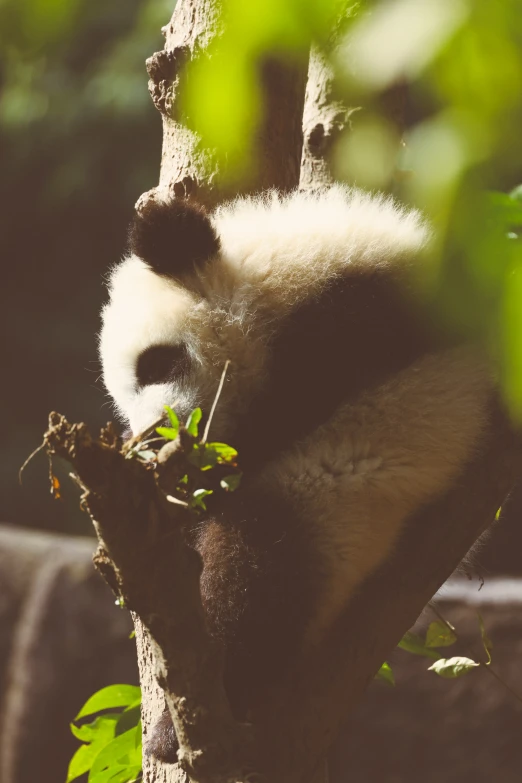 panda cub resting in a tree limb, on the side of its face